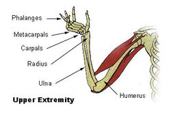 Illu upper extremity.jpg