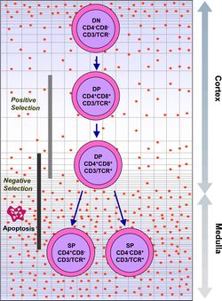 Intrathymic T Cell Differentiation.JPG