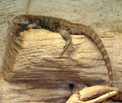 A juvenile brownish colored Cuban iguana basking in an enclosure in a zoo, facing left with its long tail hanging below the basking log.