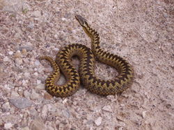 A Adult female adder found basking in the sun by Loch Shin, Sutherland in Scotland.She prefered to pose for a photograph than slither away.