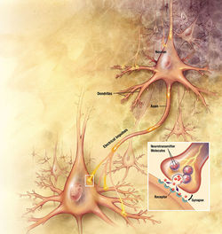 A depiction of two neurons where the first upper right neuron is connected through extensions of the cell surface of the neuron known as dendrites to the second lower left neuron.  The main body of the neuron is approximately spherical in shape where the dendrites resemble tree branches that extend from the central body (or "tree trunk") of the neuron. An action potential from the central body of the first cell travels along the surface of its dendrites toward the second cell.  A blowup insert in the figure shows the connection between the dendrite of the first cell to the surface of the second cell.  The end of the dendrite contains neurotransmitters stored in vesicles.  These neurotransmitters are released from the dendrites by an action potential.  The neurotransmitters then diffuse through the solution between the two cells where they bind to cell surface receptors on the second cell.