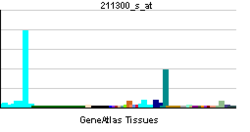 PBB GE TP53 211300 s at tn.png