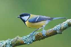 Bird on a branch with lichen on it. The bird has a black head with a prominent white cheek, a greenish back, a blue wing with a prominent white bar, and a yellowish belly.