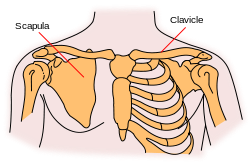 Pectoral girdles-en.svg