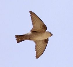 A square-tailed pale brown swallow in flight, viewed from below