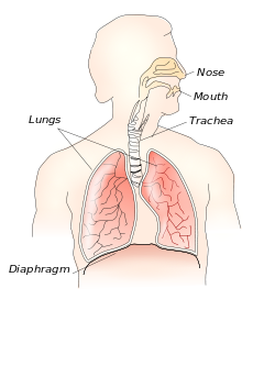 Respiratory system.svg