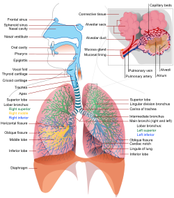 Respiratory system complete en.svg