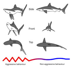 Drawings showing threatening and non-threatening postures from front and side underlain with a line that is jagged and red on the left and gently curving and blue on the right