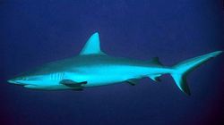 A slim, streamlined gray shark with a long snout, swimming in open water