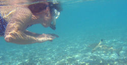 Photo of snorkeler with shark in shallow water.