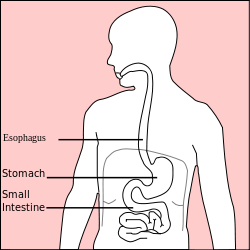 Stomach diagram.svg