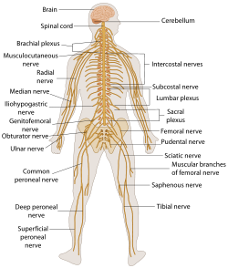 The nervous system