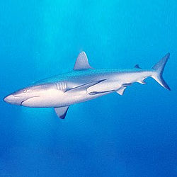 Grey reef shark