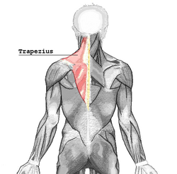 Trapezius.png