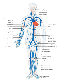 Venous system en.svg