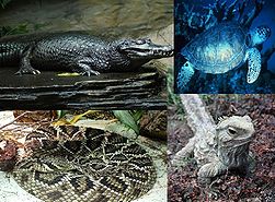 Clockwise from above left: Spectacled Caiman (Caiman crocodilus), Green Sea Turtle (Chelonia mydas), Tuatara (Sphenodon punctatus) and Eastern Diamondback Rattlesnake (Crotalus adamanteus).