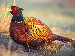 Common Pheasant