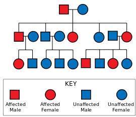 Diagram showing an father carrying the gene and an unaffected mother leading to some of their offspring being affected, those affected are also shown with some affected offspring, whilst those unaffected having no affected offspring