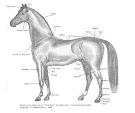 Diagram of a horse with some parts labeled.