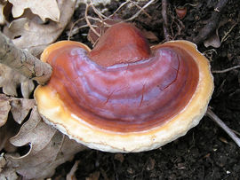  Upper surface view of a kidney-shaped fungus, brownish-red with a lighter yellow-brown margin, and a somewhat varnished or shiny appearance