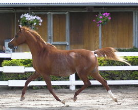 A standing horse with dark reddish-brown coloring on the neck, upper back, chest and legs, but white hair on the middle of the body and at base of the tail.