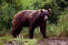 Brown-bear-in-spring.jpg