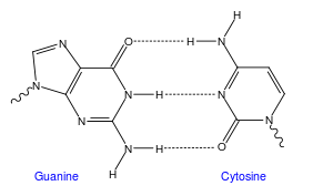 GC DNA base pair.svg