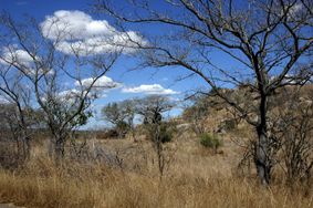 Landscape kruger-park.jpg