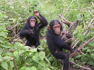 Young chimpanzees