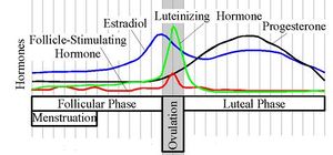 Estradiol.Cycle.jpg