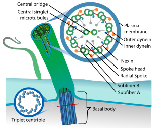 Eukaryotic cilium diagram en.svg