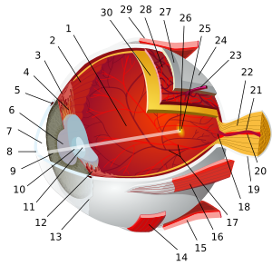 1:posterior compartment 2:ora serrata 3:ciliary muscle 4:ciliary zonules 5:canal of Schlemm 6:pupil 7:anterior chamber 8:cornea 9:iris 10:lens cortex 11:lens nucleus 12:ciliary process 13:conjunctiva 14:inferior oblique muscule 15:inferior rectus muscule 16:medial rectus muscle 17:retinal arteries and veins 18:optic disc 19:dura mater 20:central retinal artery 21:central retinal vein 22:optical nerve 23:vorticose vein 24:bulbar sheath 25:macula 26:fovea  27:sclera 28:choroid 29:superior rectus muscle 30:retina