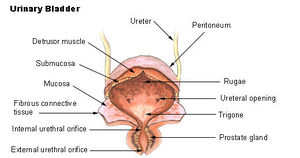 Illu bladder.jpg