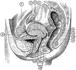 Illu female pelvis.jpg