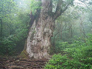 Yaku-sugi (Jomon-sugi)