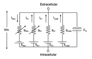 Circuit diagram depicting five parallel circuits that are interconnected at the top to the extracellular solution and at the bottom to the intracellular solution.