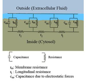 A diagram showing the resistance and capacitance across the cell membrane of an axon.  The cell membrane is divided into adjacent regions, each having its own resistance and capacitance between the cytosol and extracellular fluid across the membrane.  Each of these regions is in turn connected by an intracellular circuit with a resistance.