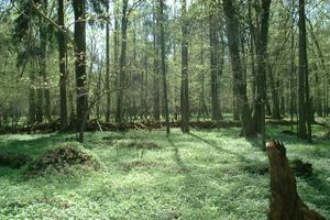 Białowieża National Park