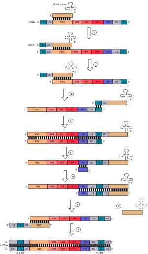 Reverse transcription.svg