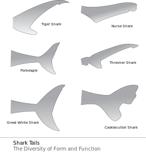 Drawing of several shark tails.