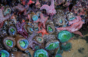 Tide pools in santa cruz.jpg