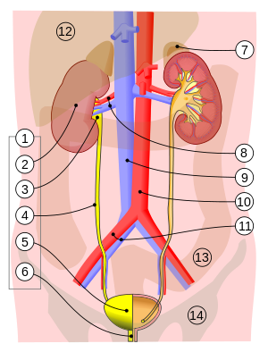 Urinary system.svg