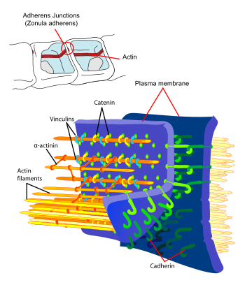 Adherens Junctions structural proteins.svg