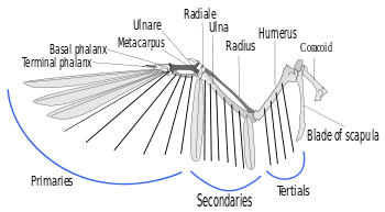 A illustration of the skeleton of a bird wing, with lines indicating where feather shafts would attach