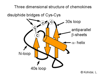 Three dimensional structure of chemokines