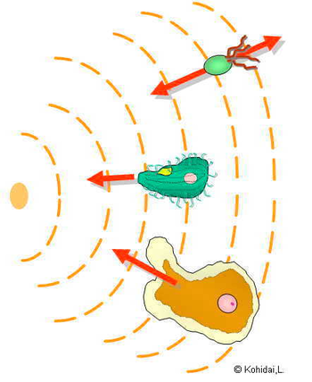 Difference of gradient sensing in prokaryotes and eukaryotes