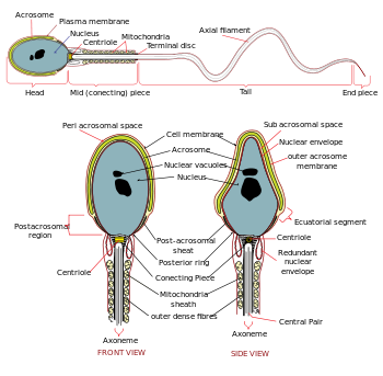 Complete diagram of a human spermatozoa en.svg