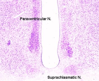 Hypothalamic nuclei