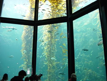 Photo of 50 foot-tall yellow plants in water behind glass wall divided into sections.