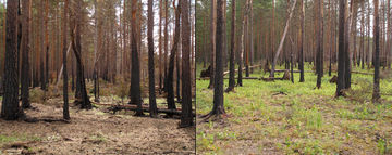 Two photographs of the same section of a pine forest; both show blackened bark at least halfway up the trees. The first picture is noticeably lacking in surface vegetation, while the second shows small, green grasses on the forest floor.